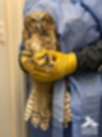 A Great Horned Owl being safely held by a rehabilitator wearing protective gloves and a blue gown. The owl’s upper beak has metal splints attached from a recent beak repair surgery. The owl looks alert with bright yellow eyes while its wings and tail hang down.