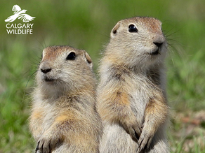 Poison in the Prairies: The Hidden Costs of Poisoning Ground Squirrels