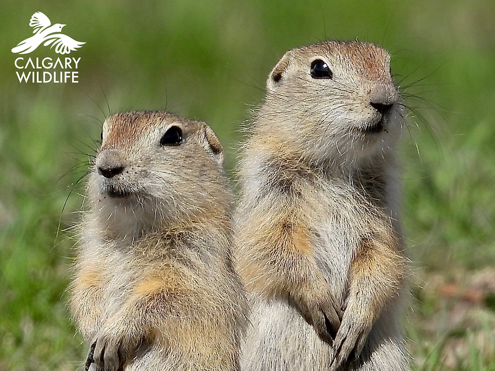 Poison in the Prairies: The Hidden Costs of Poisoning Ground Squirrels