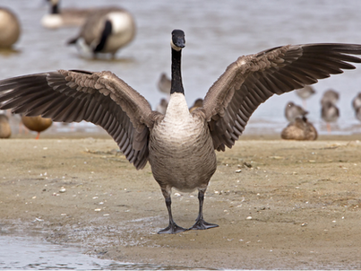 Canada goose with outstretched wings stands on sandy shore. Other geese and water in the background.