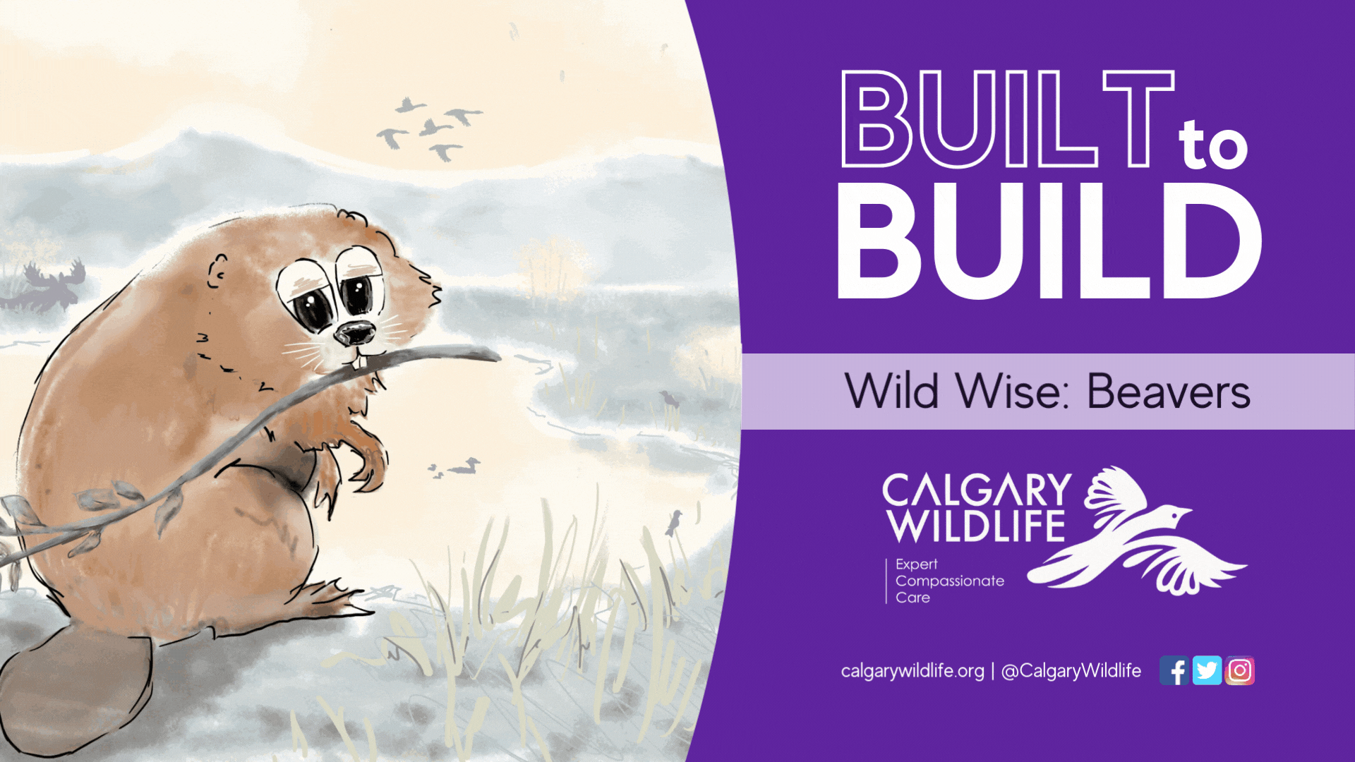 Wild Wise - Build to Build - Beavers.gif