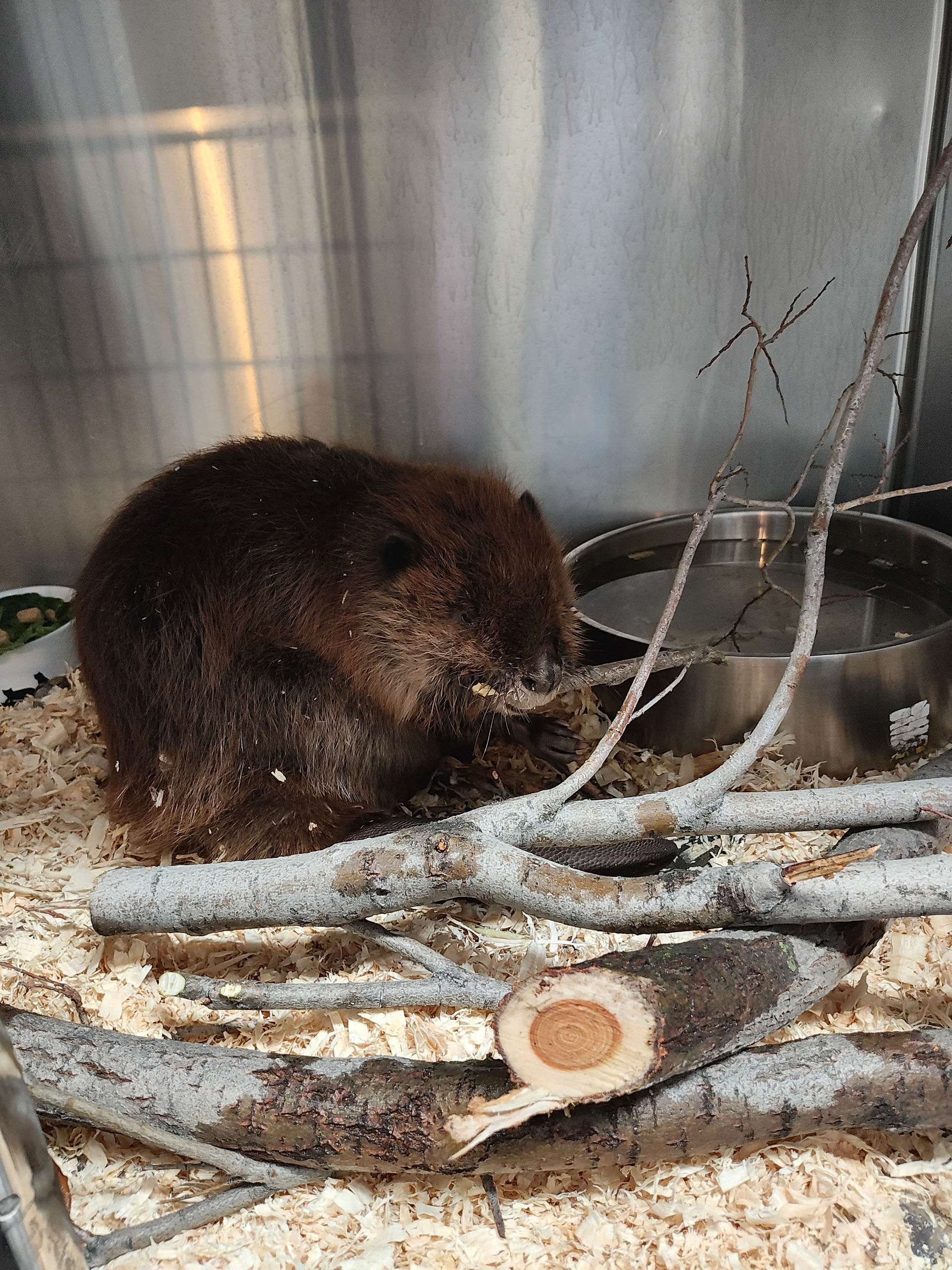 Our beaver patient sitting in an enclosure with wood shavings, sticks, and a water dish. 