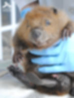 This photo shows a young beaver kit being gently held by a rehabilitator wearing blue medical gloves. The beaver has soft, reddish-brown fur and is looking directly at the camera. Its large webbed hind feet and sharp front claws are clearly visible, showing some of the adaptations that help beavers swim and build in the wild.