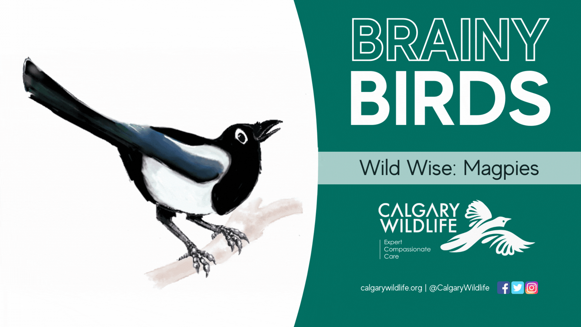 Wild Wise Brainy Birds - Magpies.gif