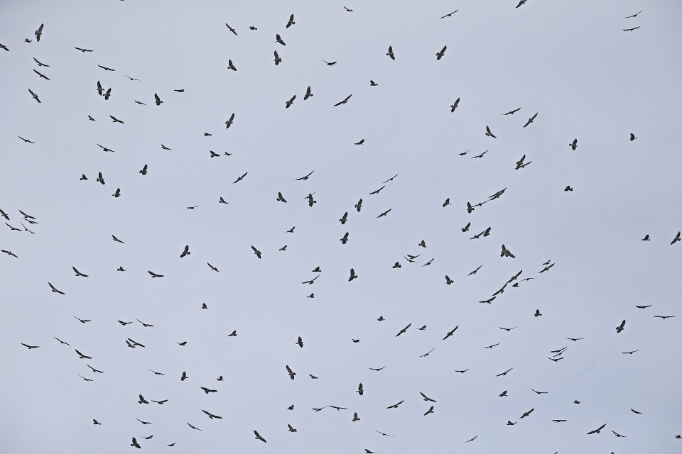 Dozens upon dozens of Swainson’s Hawks fill the pale sky, each a dark silhouette with outstretched wings. The birds are scattered across the frame, many circling in the same direction, capturing the dizzying scale of a migration kettle.
