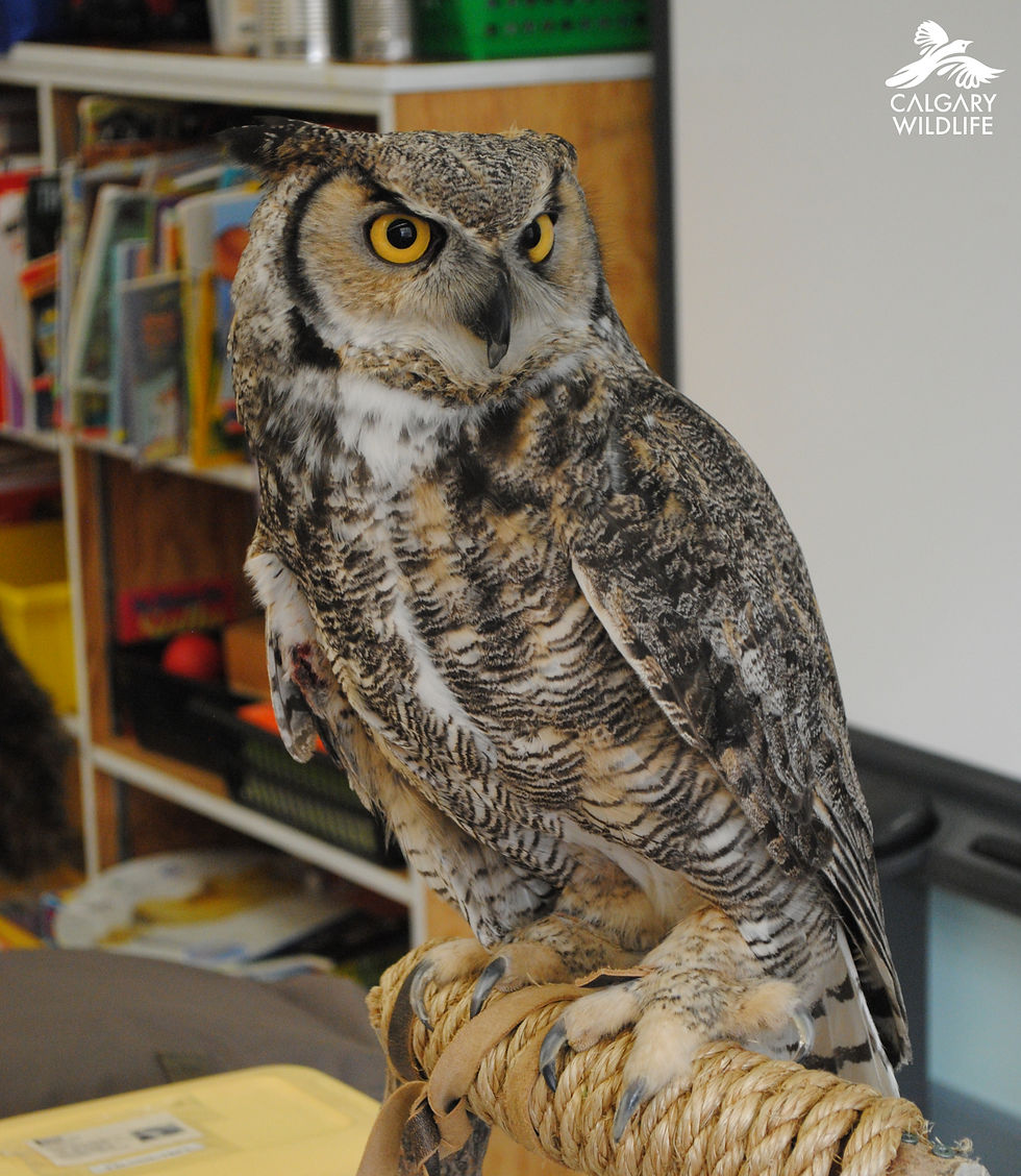 Great horned owl perched on a rope indoors, staring intently; blurred shelves behind and Calgary Wildlife logo in corner