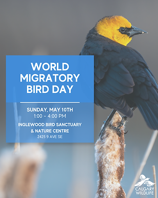 World Migratory Bird Day - May 10.png