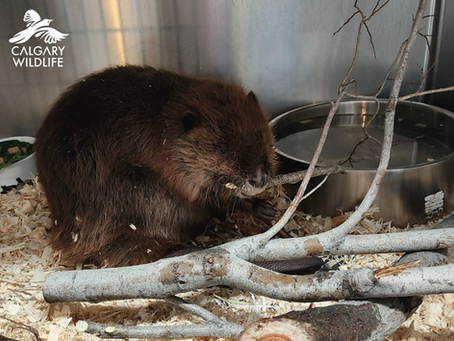 Patient Update: Beaver Recovery Sparks Ecosystem Renewal