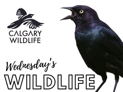 Wednesday's Wildlife: Brewer's Blackbird