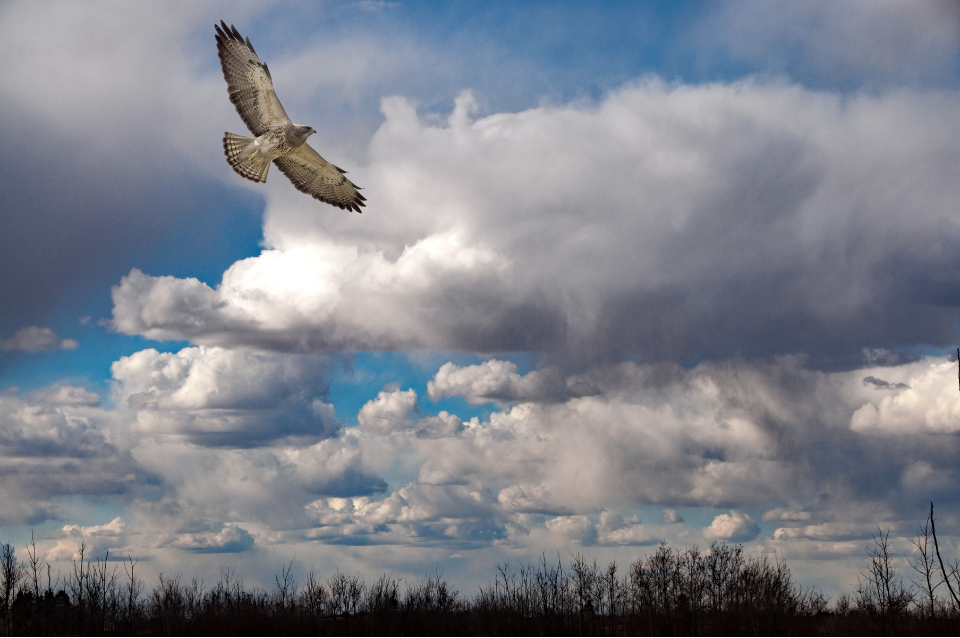 A light-morph Swainson’s Hawk glides high over a leafless treeline, framed by towering white clouds and a deep blue sky. Its long, narrow wings show pale underwings bordered by dark flight feathers, held in a slightly upturned glide.