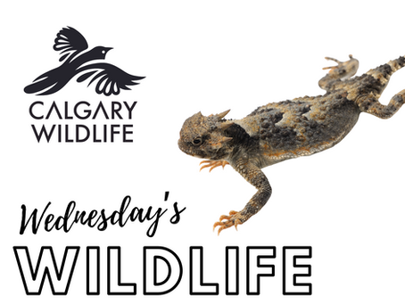 The Calgary Wildlife logo, featuring a stylized black bird in flight above the words “Calgary Wildlife,” alongside a detailed photograph of a greater short-horned lizard with spiny horns and mottled grey and orange skin. Below, bold text reads “Wednesday’s Wildlife.”