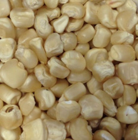 Thumbnail: GMO White Maize