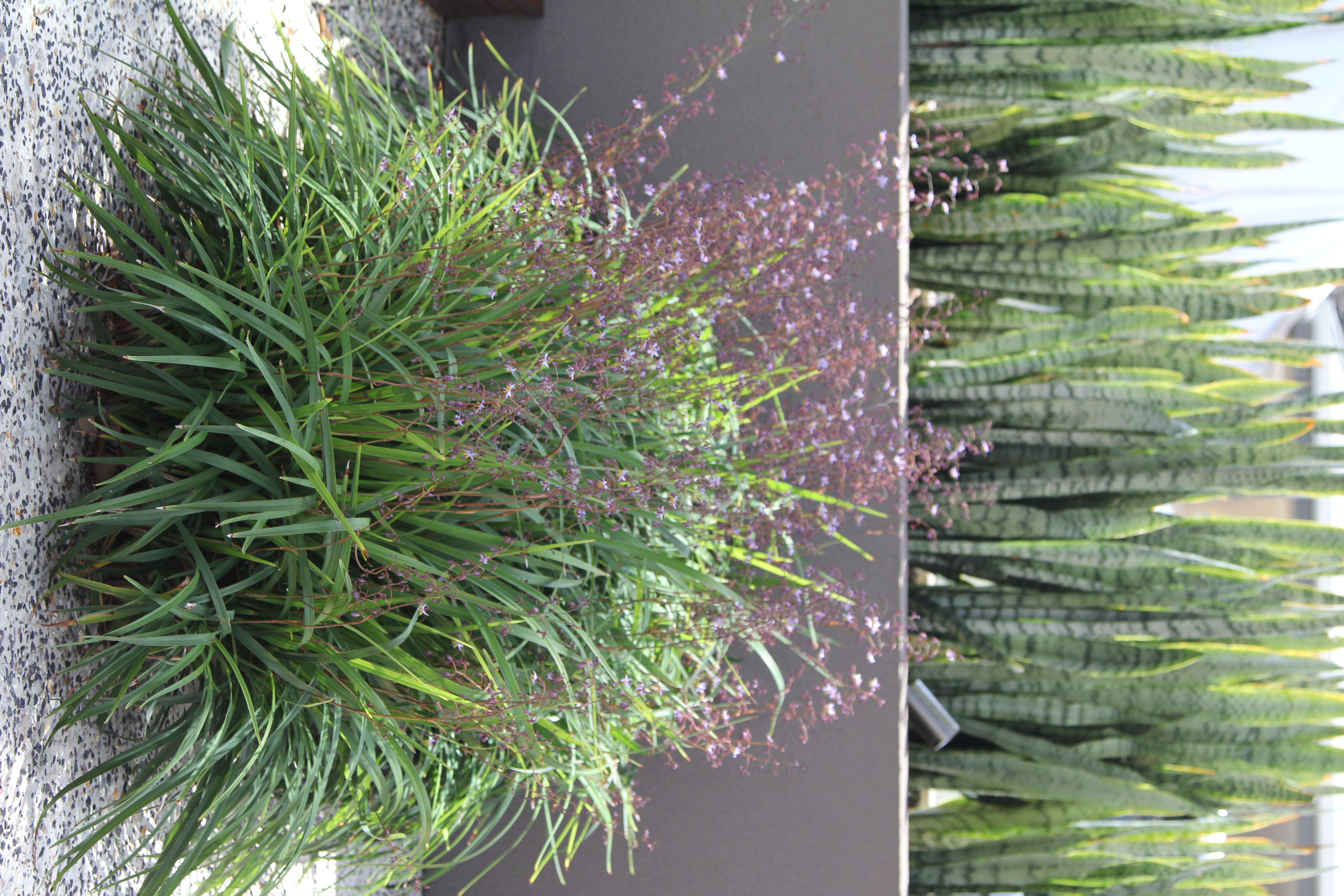 planting impact, Floreat