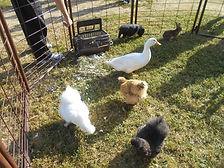 IMG_7921.JPG