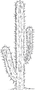 Cactus1.png