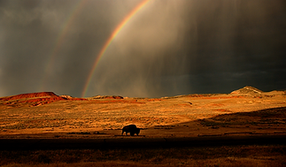 Buffalo & rainbow adobeedited sharp.png