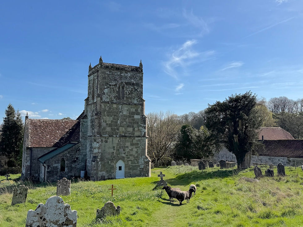 all saints church and sheep