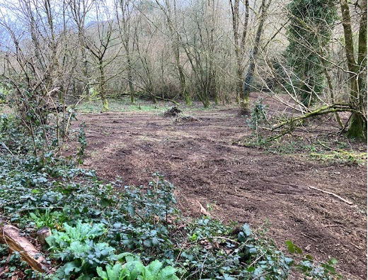 Woodland clearance