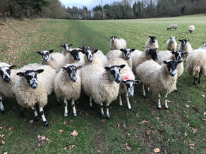 Sheep Worrying is a Crime - A Dog Walker's Regret ...