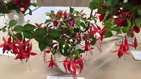 Nadder Valley Flower Show 2026 - Report