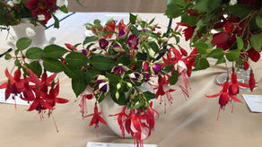 Nadder Valley Flower Show 2026 - Report