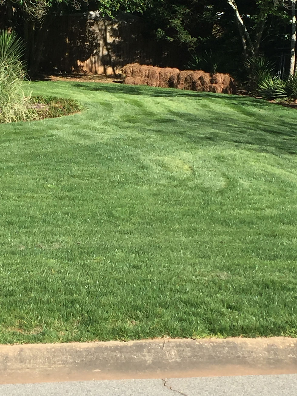 Green grass