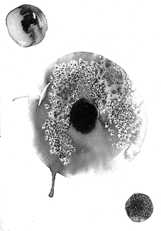 Image.tif