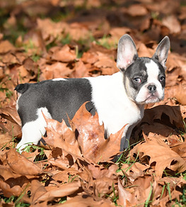 Pic of Fiala | Female puppy | Shellie's Fancie Frenchies