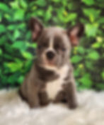 Harry | Available Male French Bulldog
