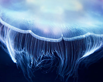 Aurelia Jellyfish