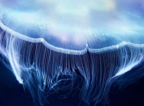 Aurelia Jellyfish