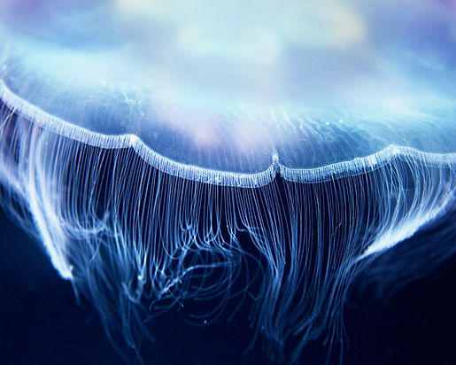 a blue toned close up of an Aurelia Jellyfish