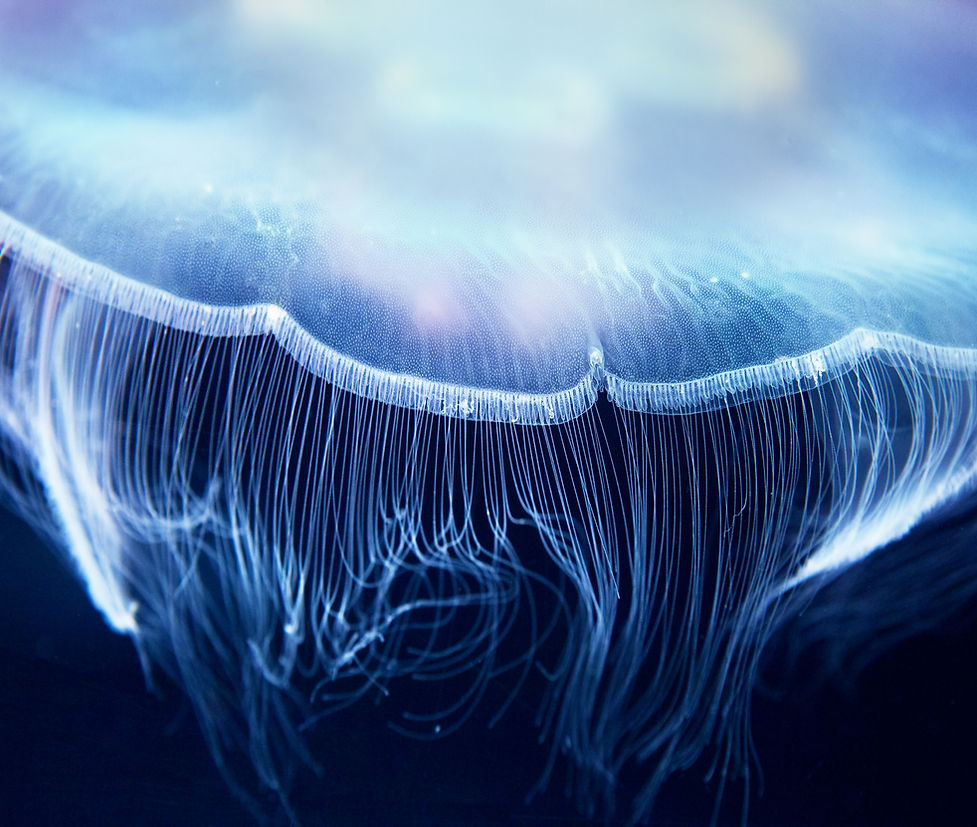 Aurelia Jellyfish
