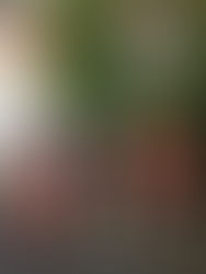 着物でクリスマスランチ