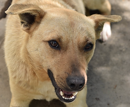 Chiens