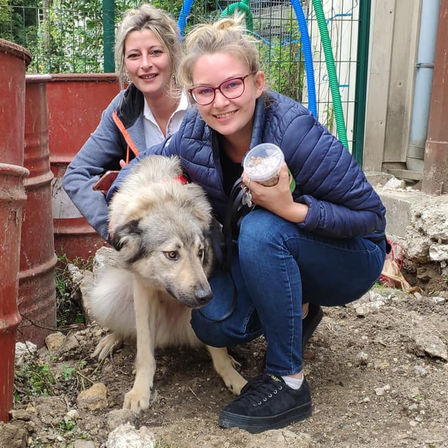 4 juillet 2020 : 38 chiens et 1 chat sauvés de Roumanie