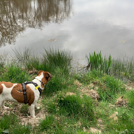 Les besoins éthologiques du chien