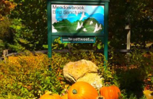 MBS Pumpkin.png