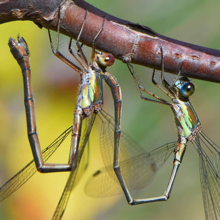 Lestes verts (Chalcolestes viridis)
