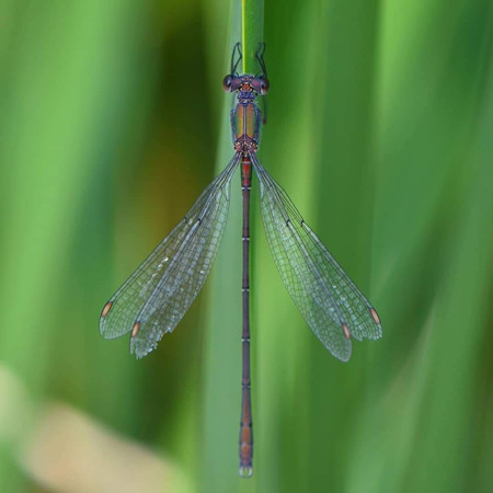 Leste vert (Chalcolestes viridis)