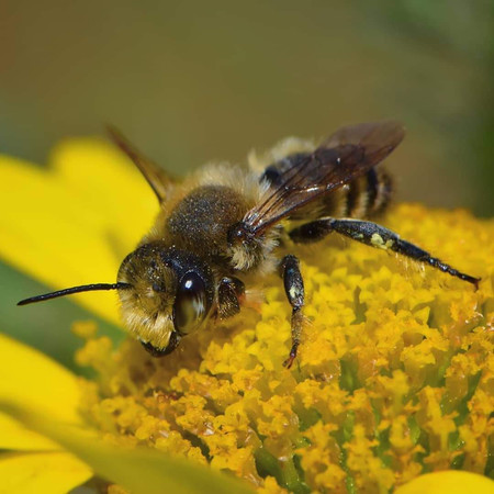 Abeille sauvage