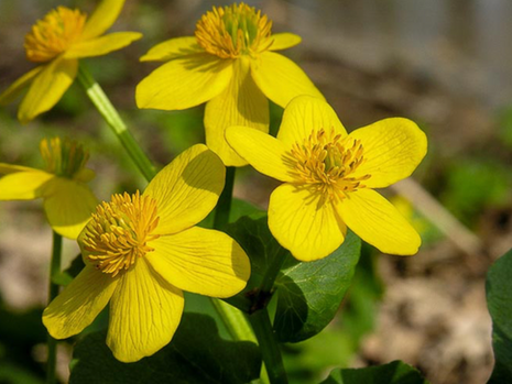 HOMEOPATHIC HEROES: THE RANUNCULACEAE FAMILY