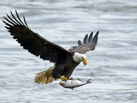 The Salmon and the Eagle