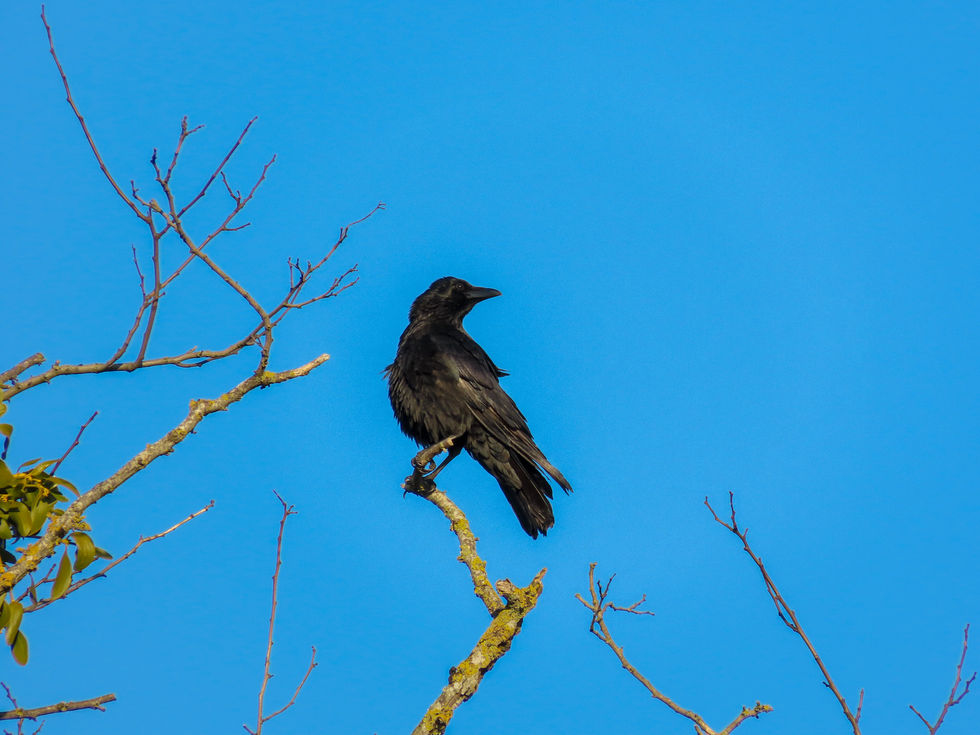 Corvus corax