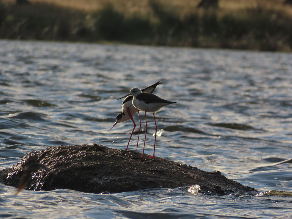 Cigüeñuela común (Himantopus himantopus)