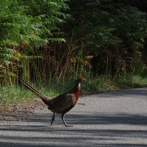 Faisán Común (phasianus colchicus)
