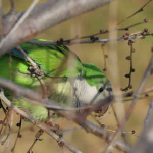 Cotorra argentina