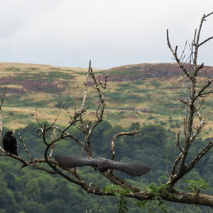 Crows