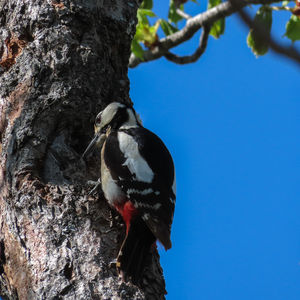 Pico picapinos (Dendrocopos major)