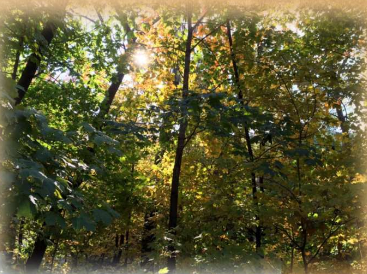 Valentine Creek Community Survey on Proposed Water Access Development